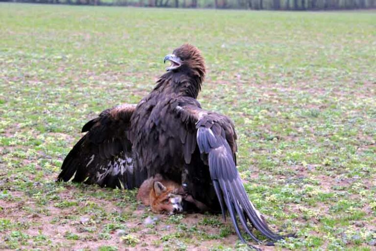 Le fauconnier a les yeux toujours rivés au ciel