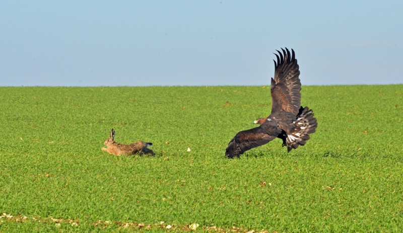 Trois Estampes Anciennes – Aigle, Fauconnerie, Chasse – Neuves