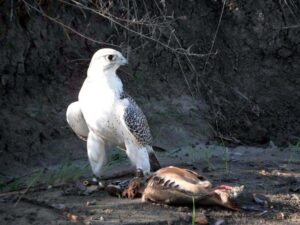 Le Faucon Gerfaut - Fauconnerie Française